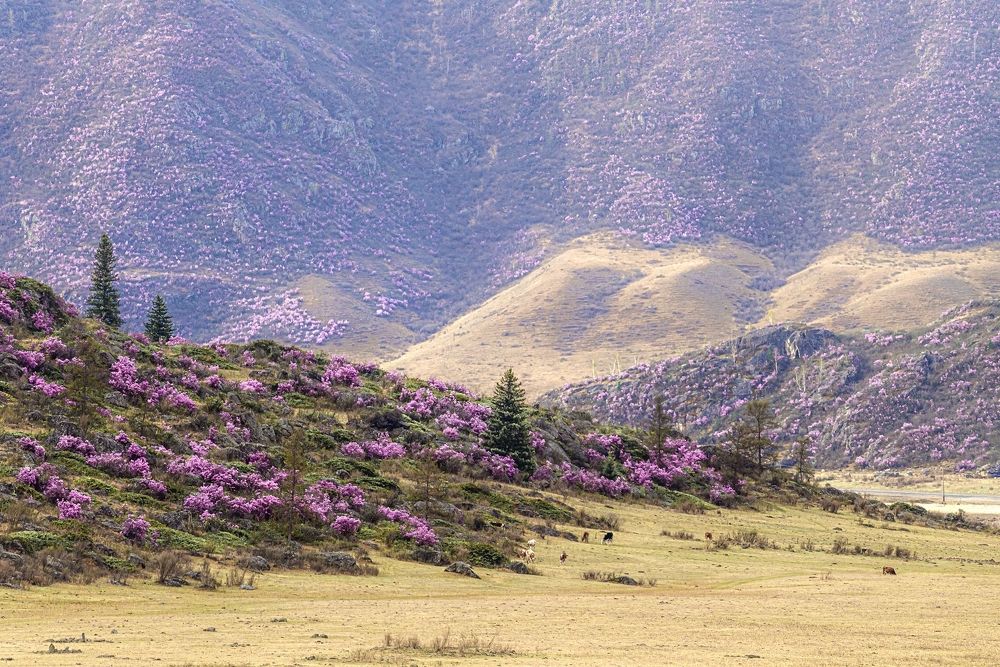 Алтайский цветник