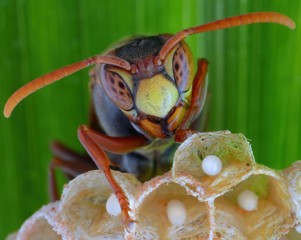 Photograph by Chen-You Li