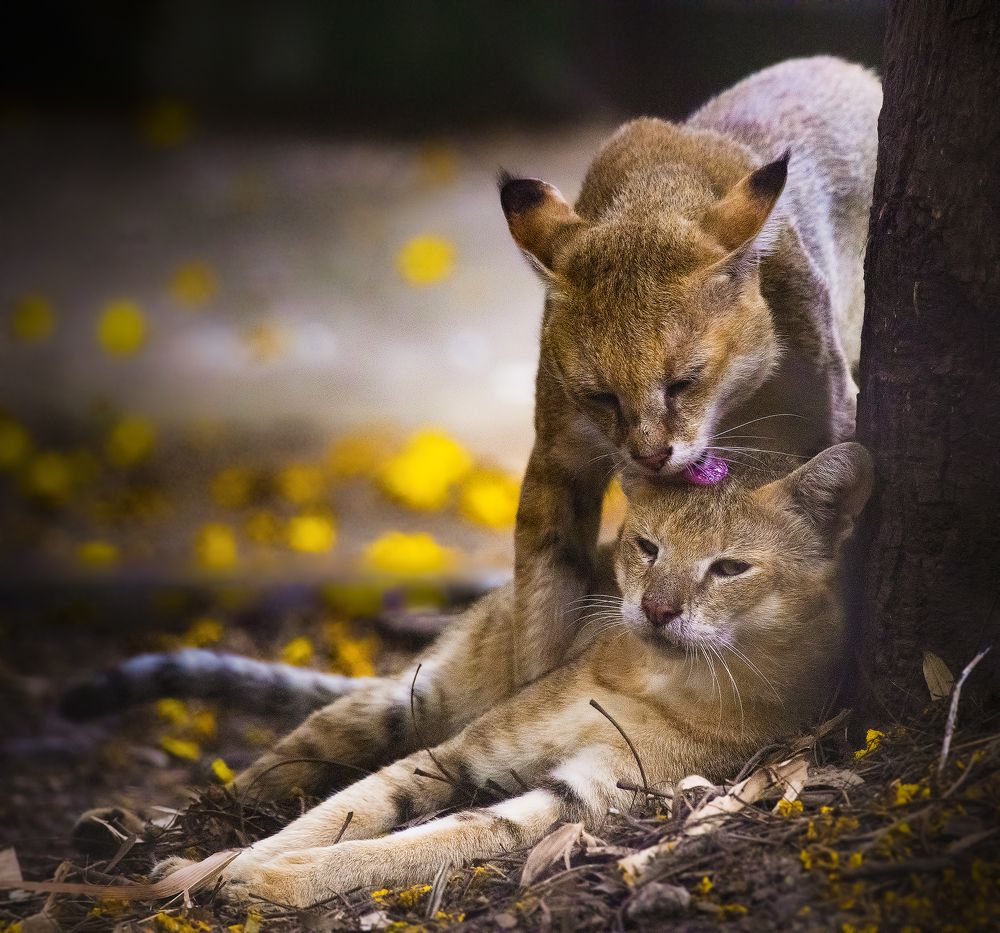 Фотография автора Arijit Mondal