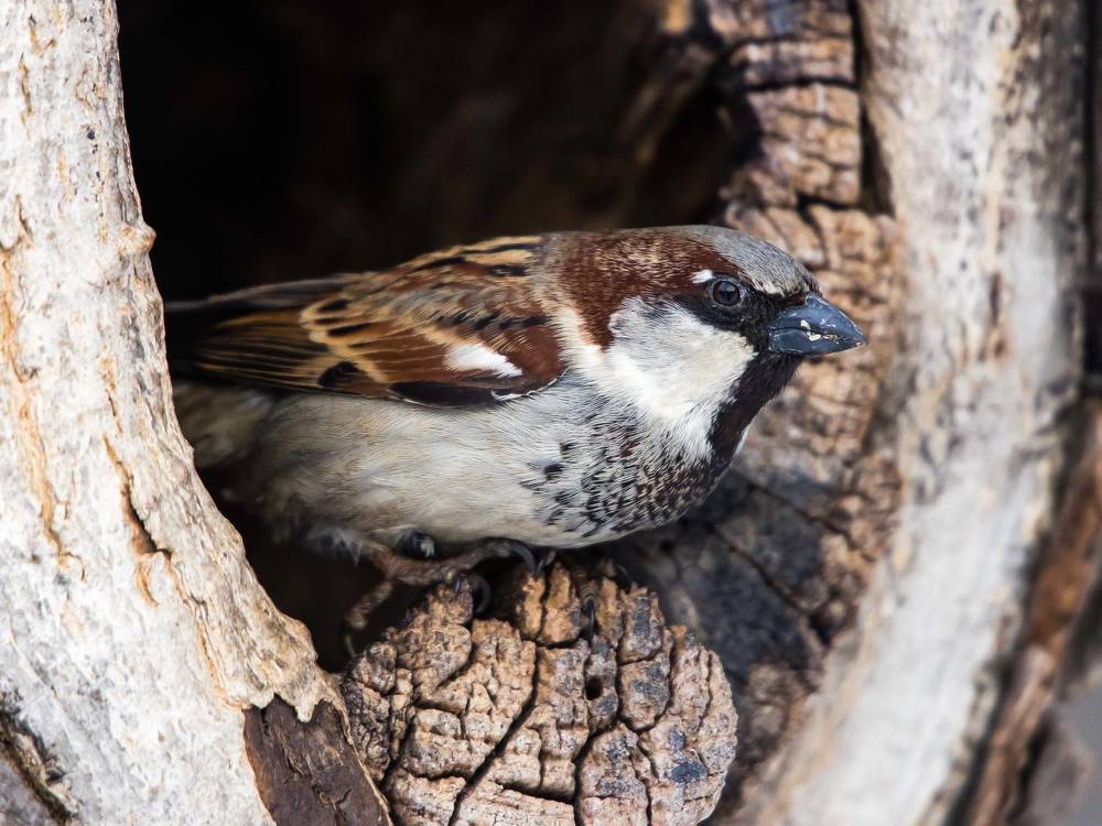 История Дупла