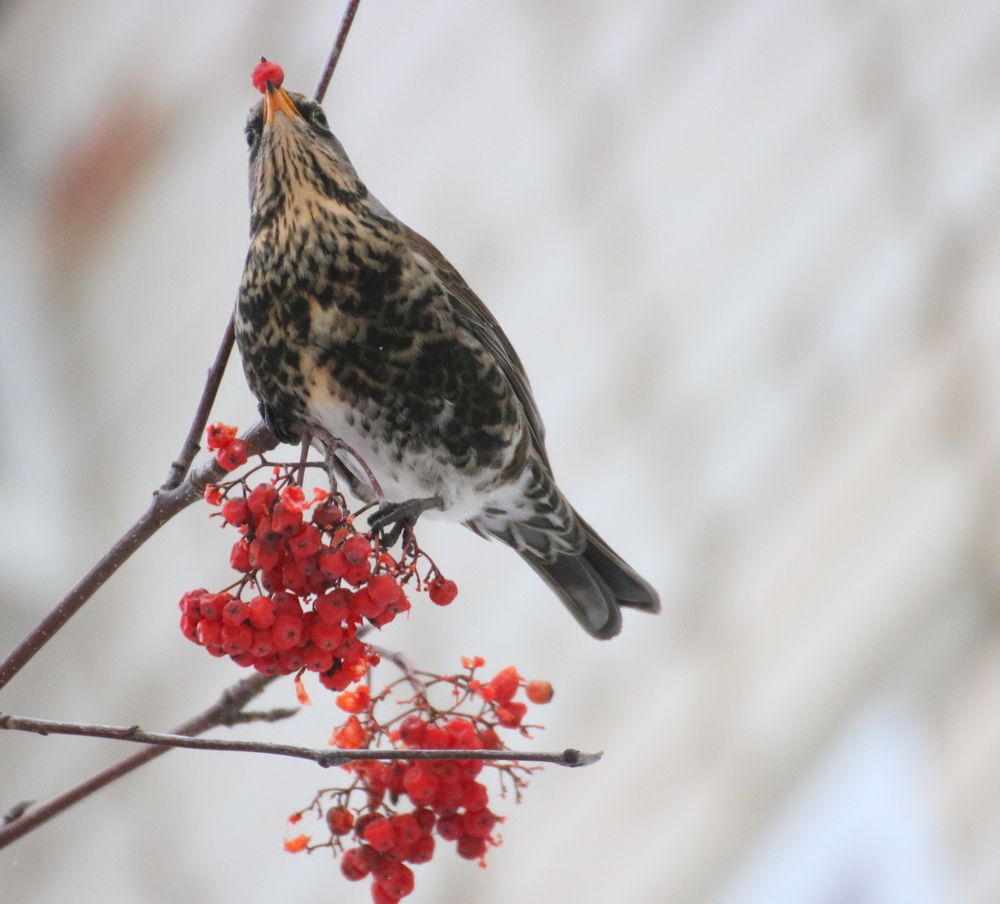 дрозды прилетели