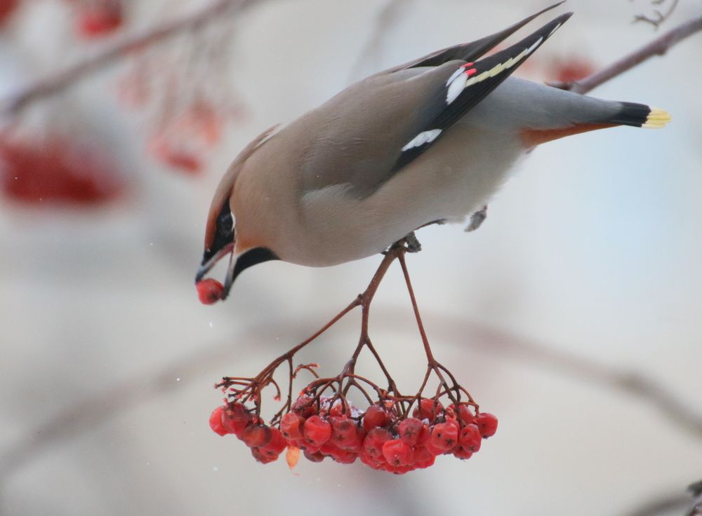 Свиристели