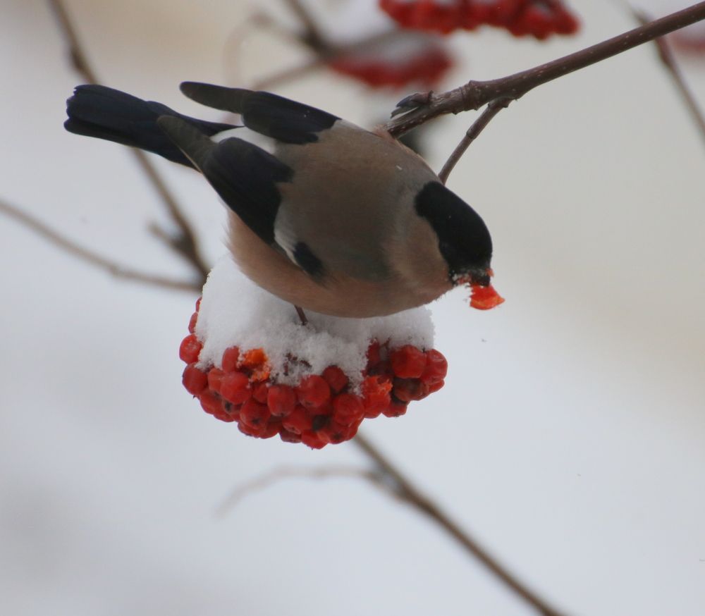 А вот и снегири