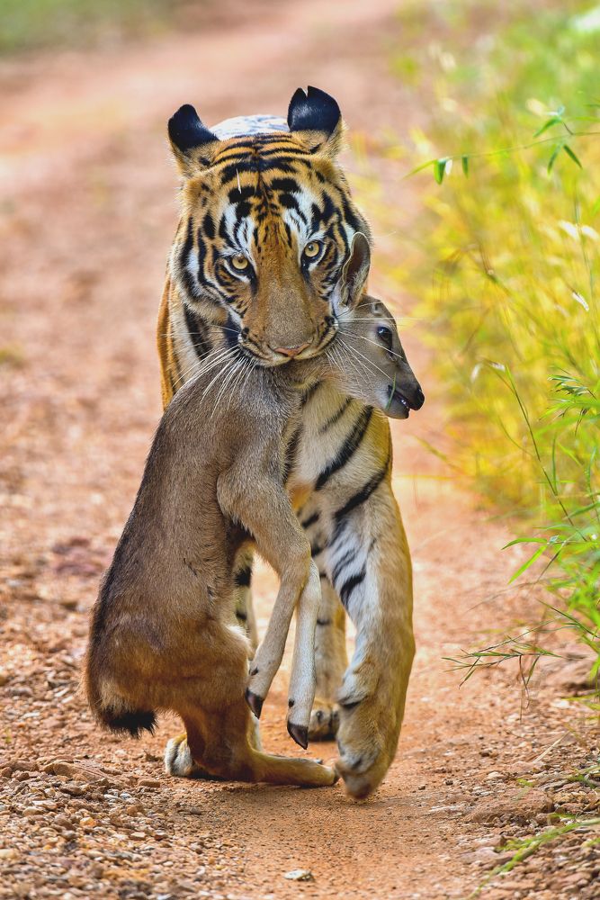 The story of a fawn's uneaten grass twig