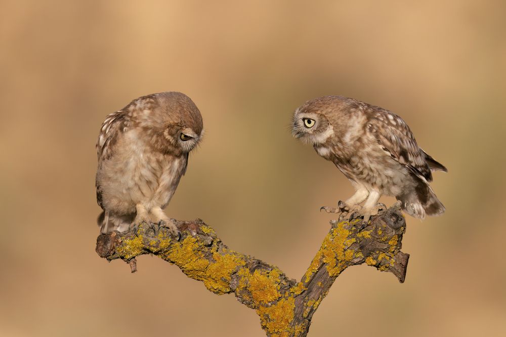 Photograph by Фруман Евгений