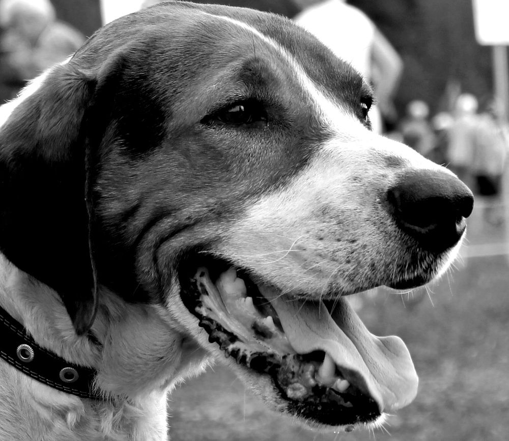 Photograph by дмитрий