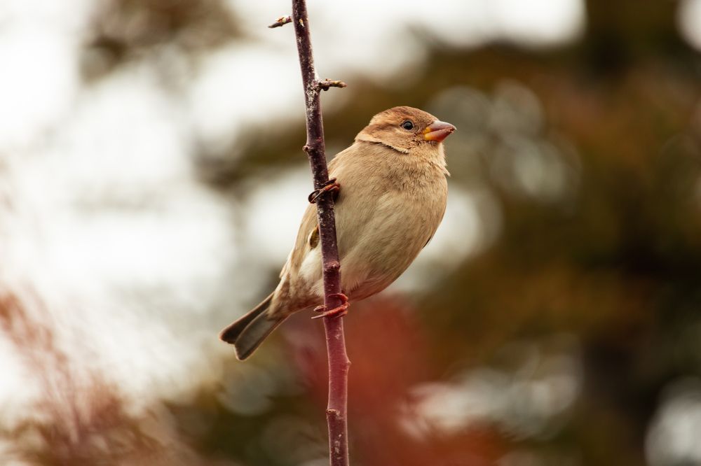 bird sparrow