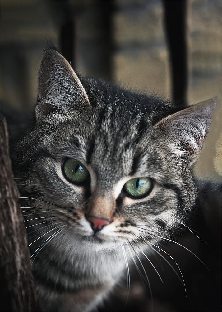 Фотография автора Svetlana Inyusheva