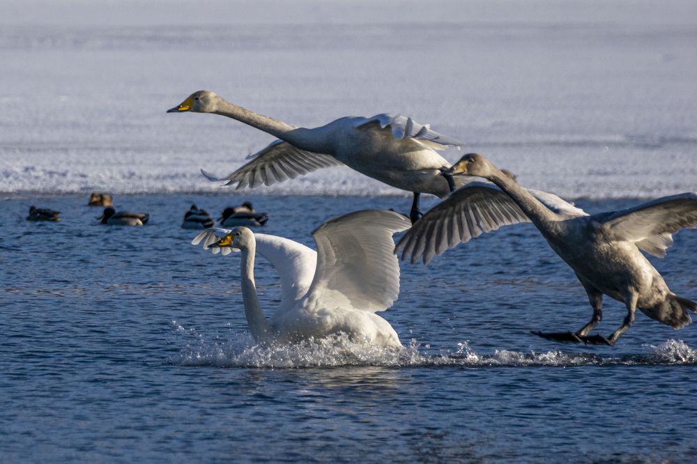 Мягкая посадка лебедей-кликунов