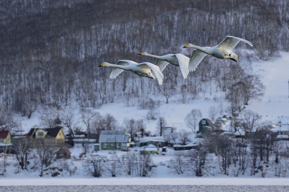 Плёт лебедей-кликунов