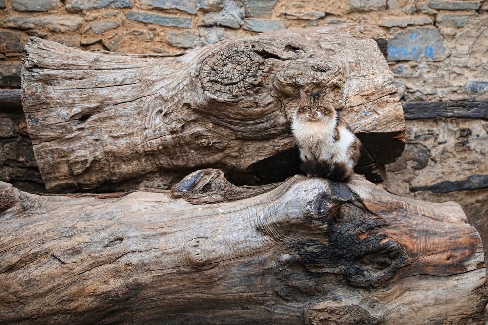 Photograph by Nurlan Tahirli