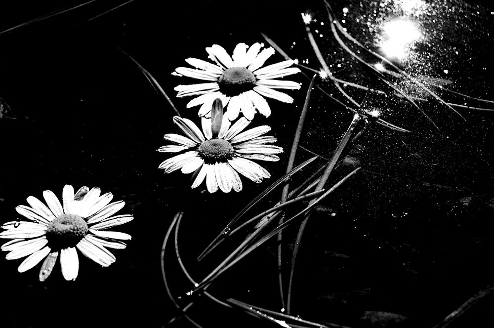 Photograph by Дмитрий Грысюк