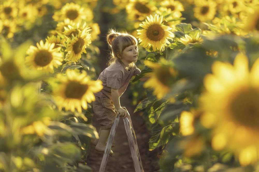 The one Sunflower between them all