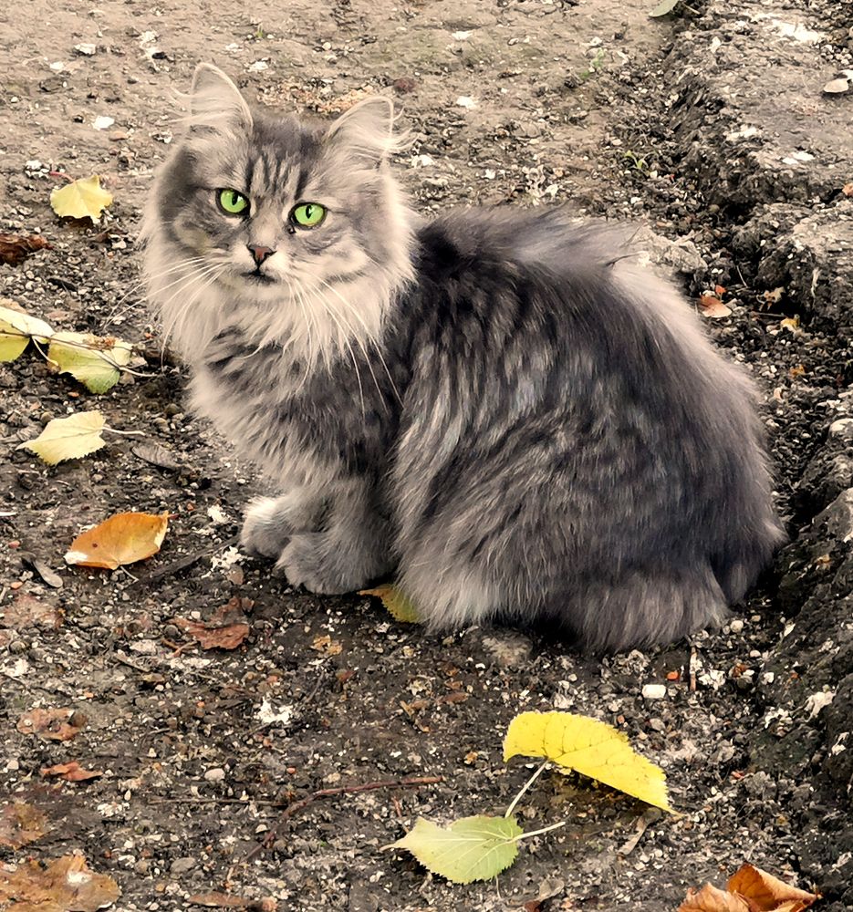 Фотография автора Шипунова Ирина