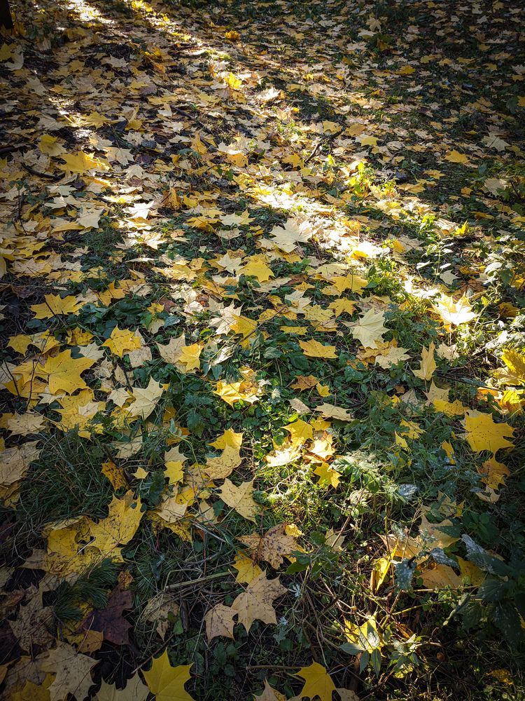 Photograph by Олега Тор