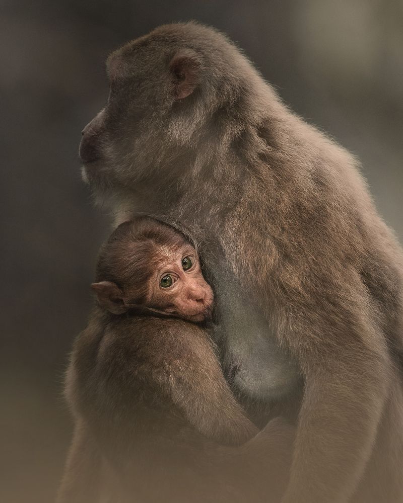 Photograph by Guha Jayanta