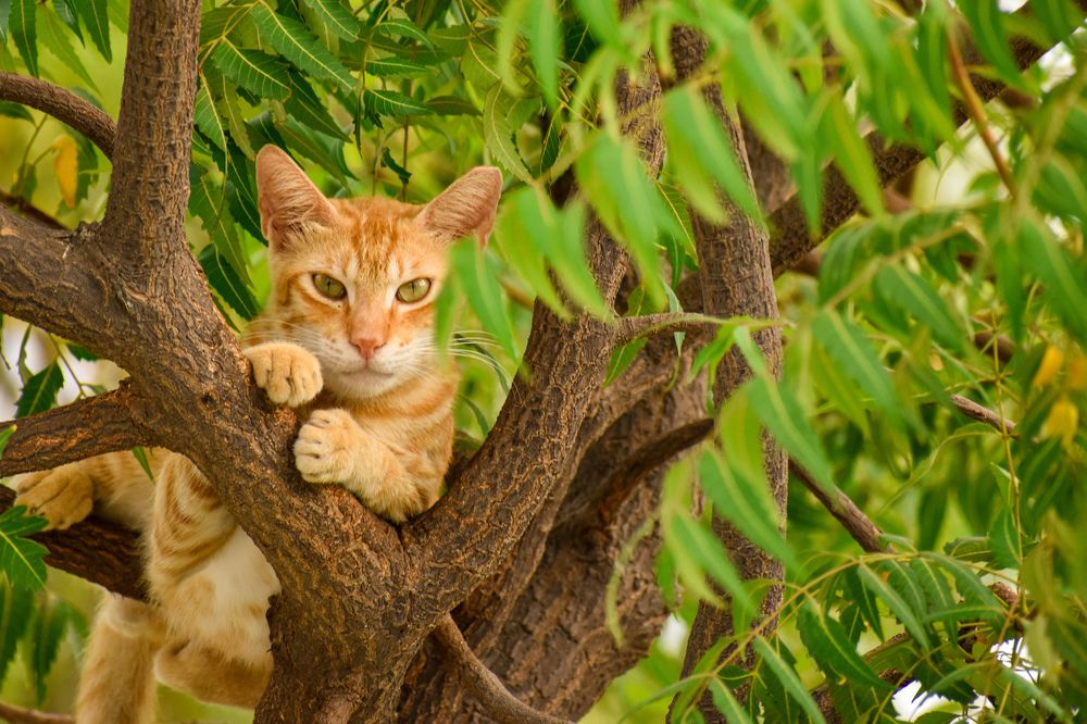Фотография автора Sakthi Ganesh