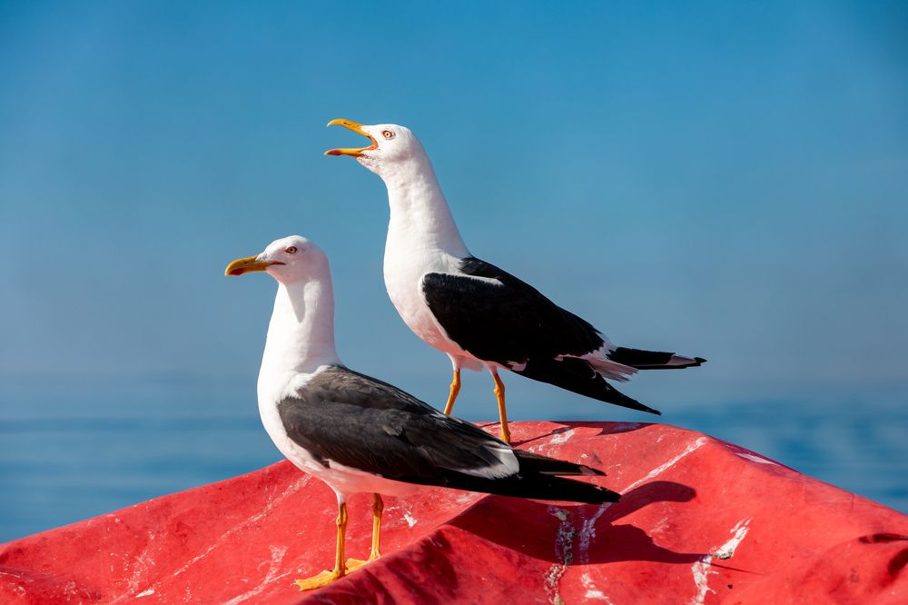 Попрошайки