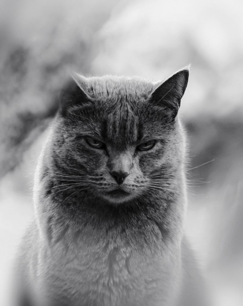 Photograph by Евгений Гонтов