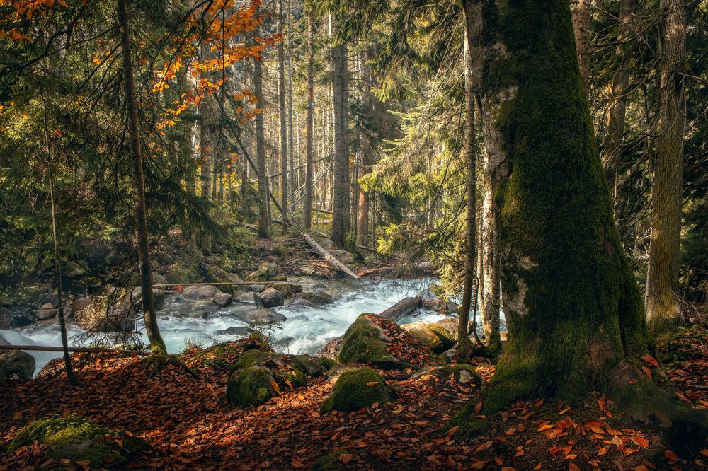 Photograph by Дмитрий Купрацевич