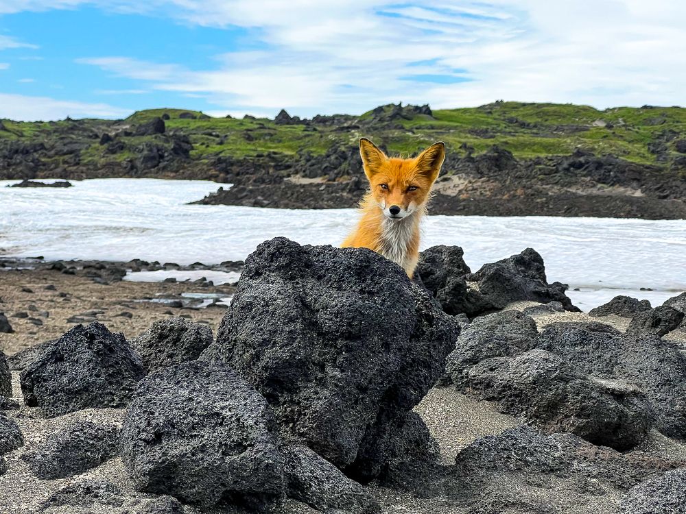Лисица-сестрица