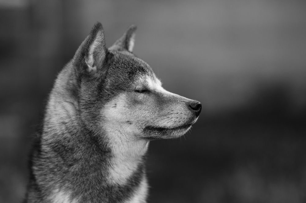 Гордый профиль