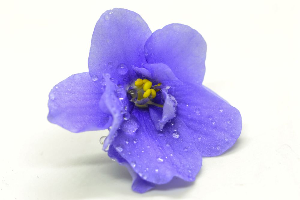 Photograph by Елена Иванова