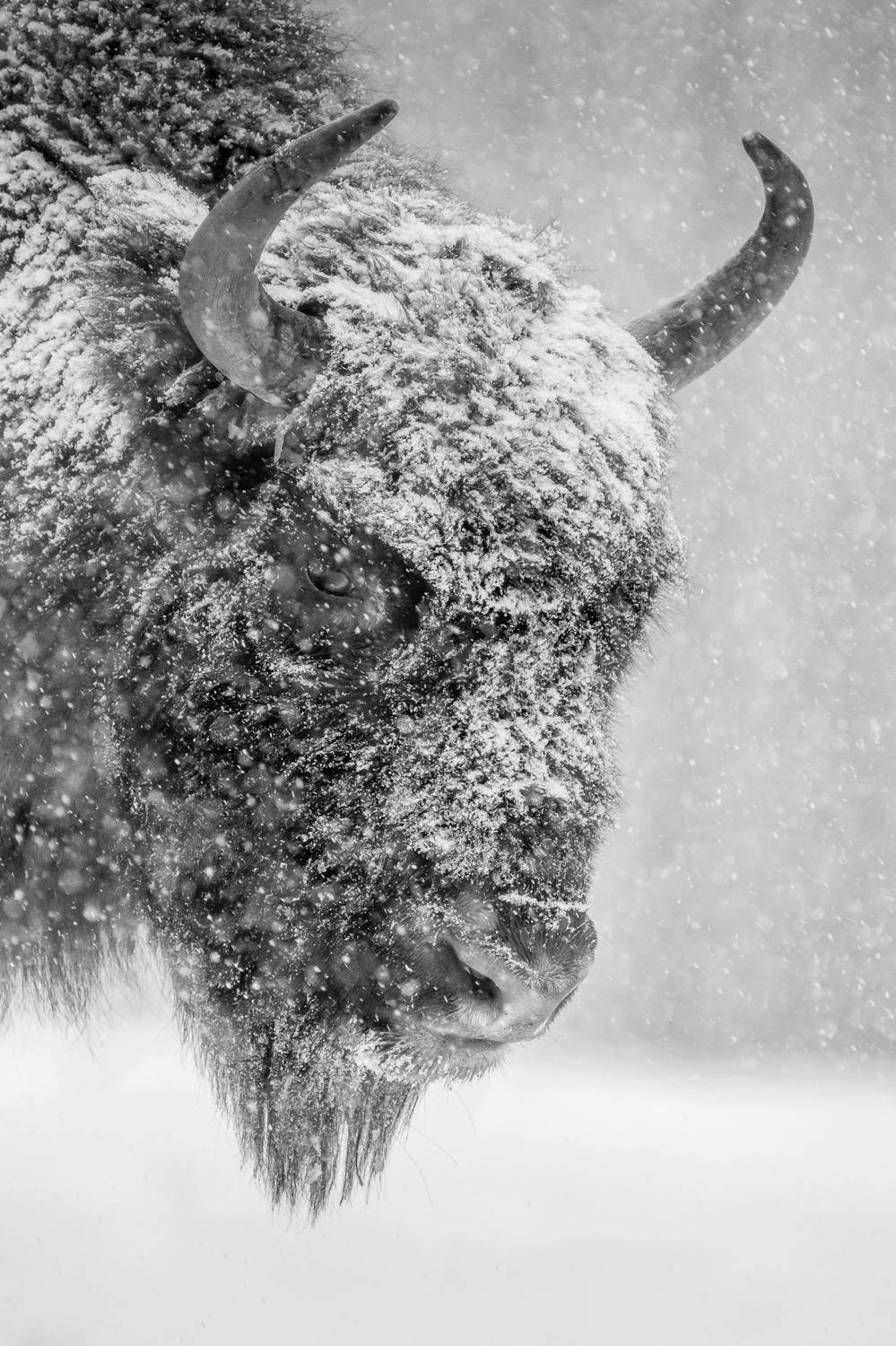 Снежный взгляд