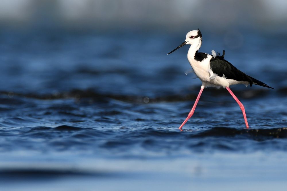 Photograph by SI SABER LOTFI