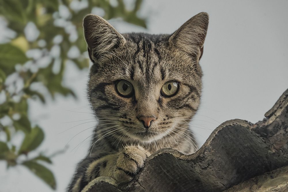 Here's looking at you, Kit...