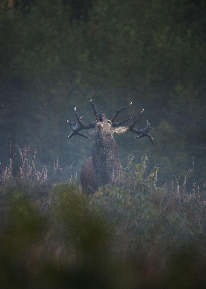 Photograph by Herve Rannu