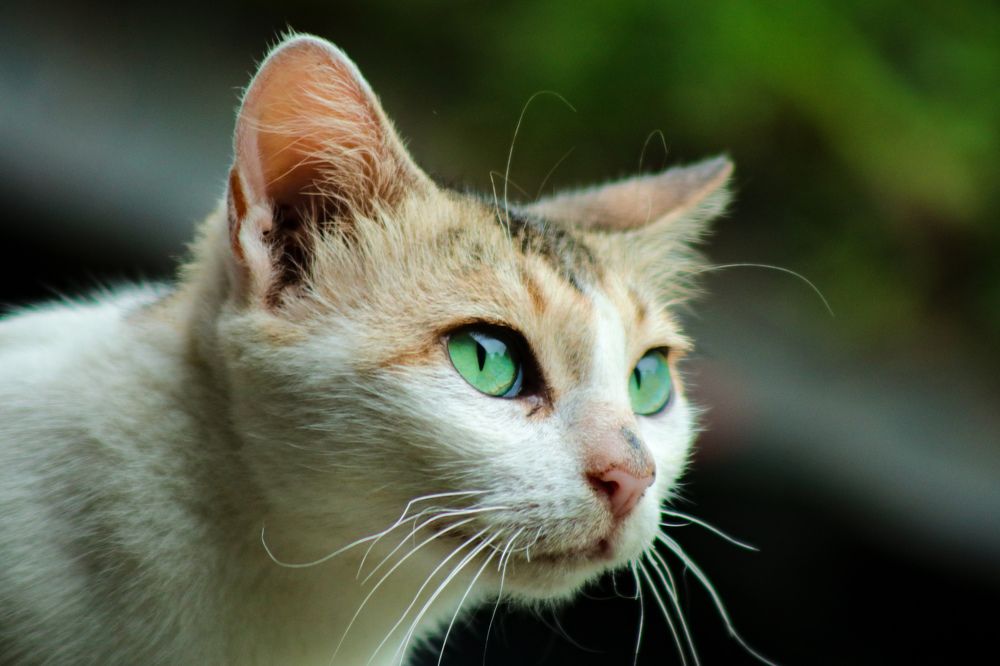 Фотография автора Mahir Anjum