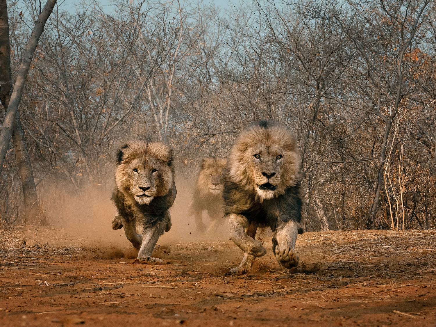 Lion Encounter