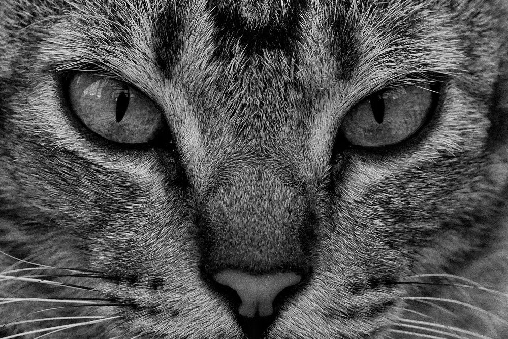 cats like tigers