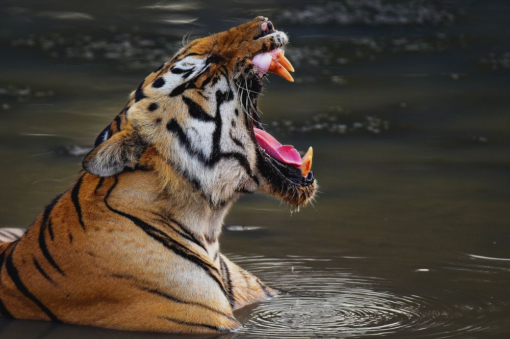 Yawning tiger