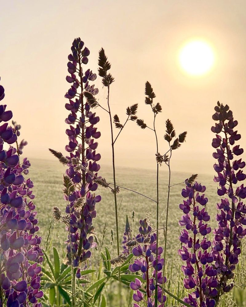 Photograph by Лариса Акинчиц