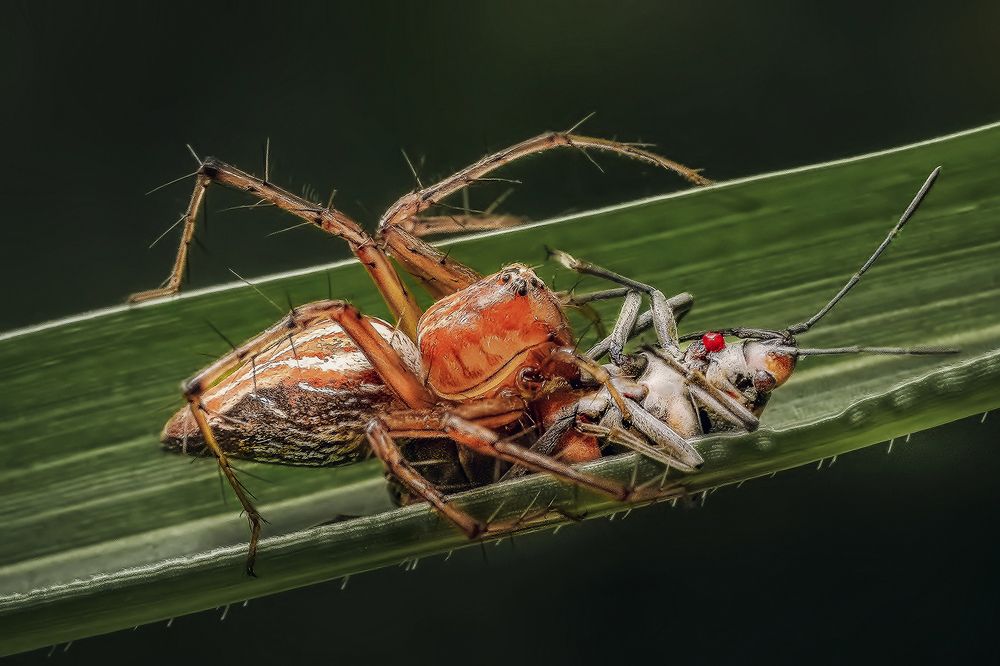 Фотография автора BISWAJIT MUKHERJEE