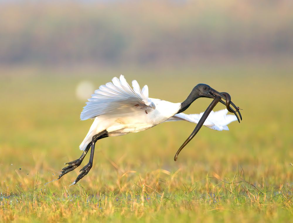 Photograph by Abhishek Manna