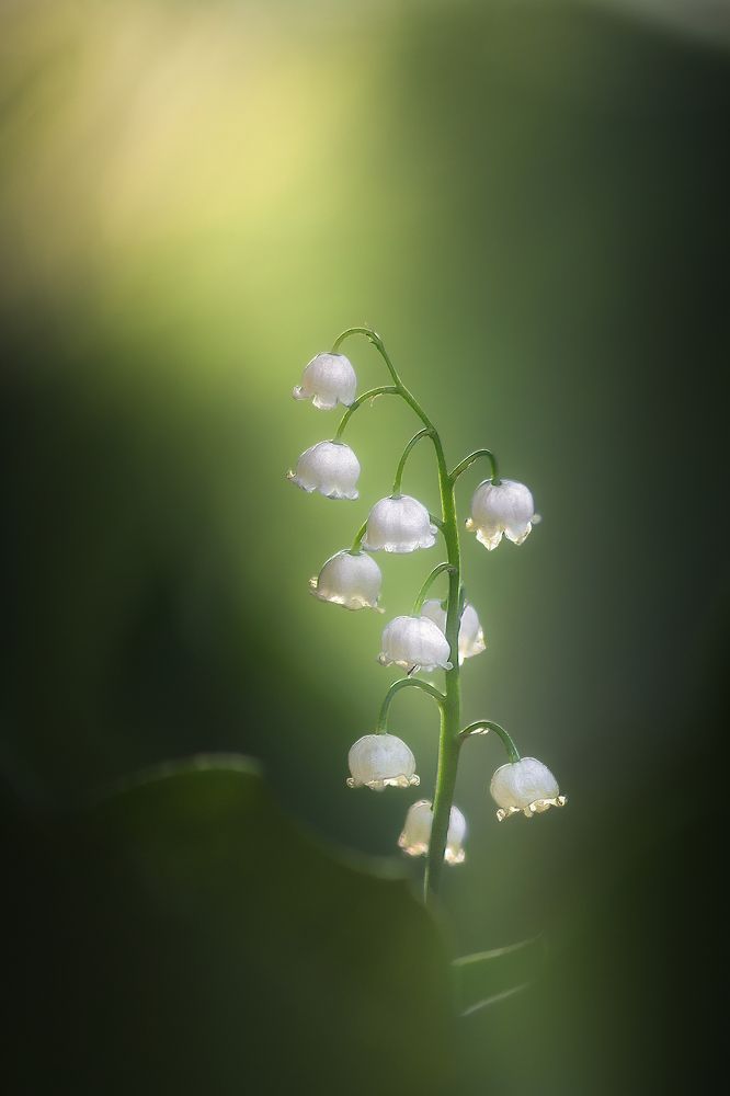 Ландыш одинокий...