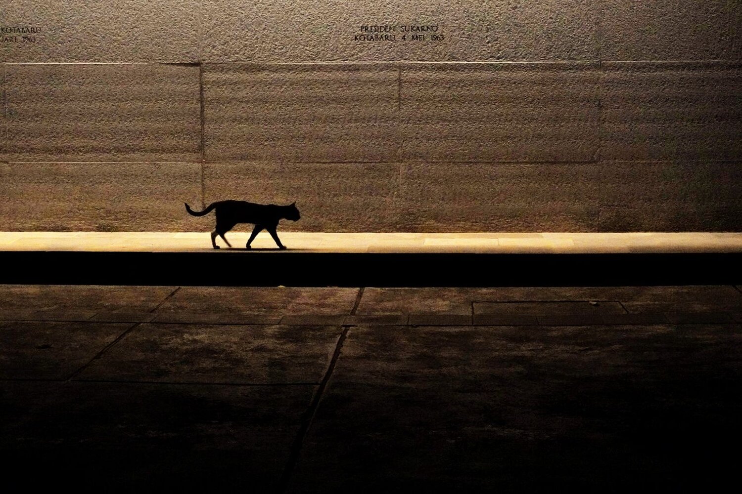 lonely cat