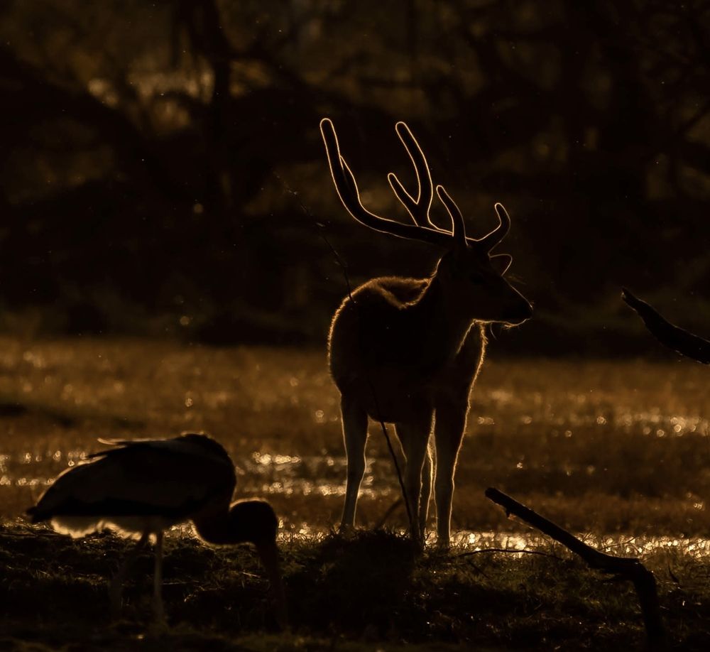 Photograph by Muralitharan M