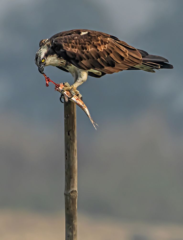 Photograph by Saumi Biswas