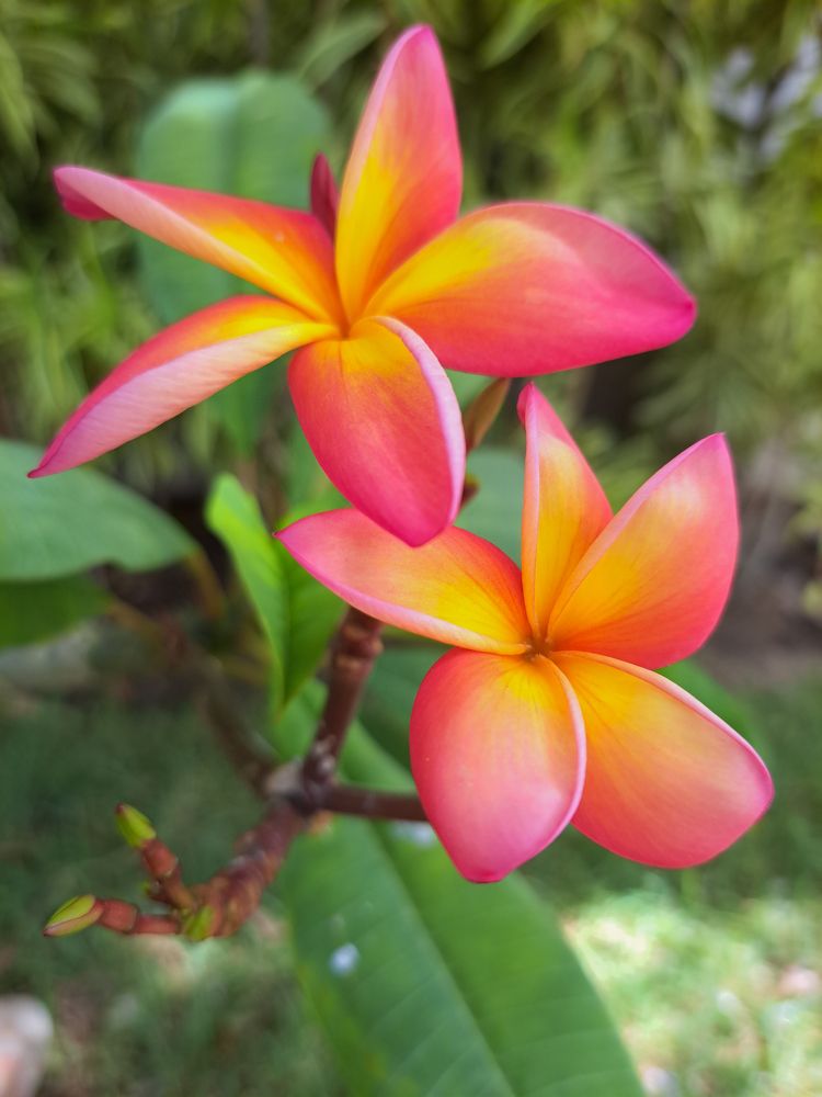 Colors mango jasmine flower