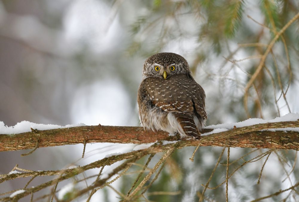Гроза мышей и мелких птах