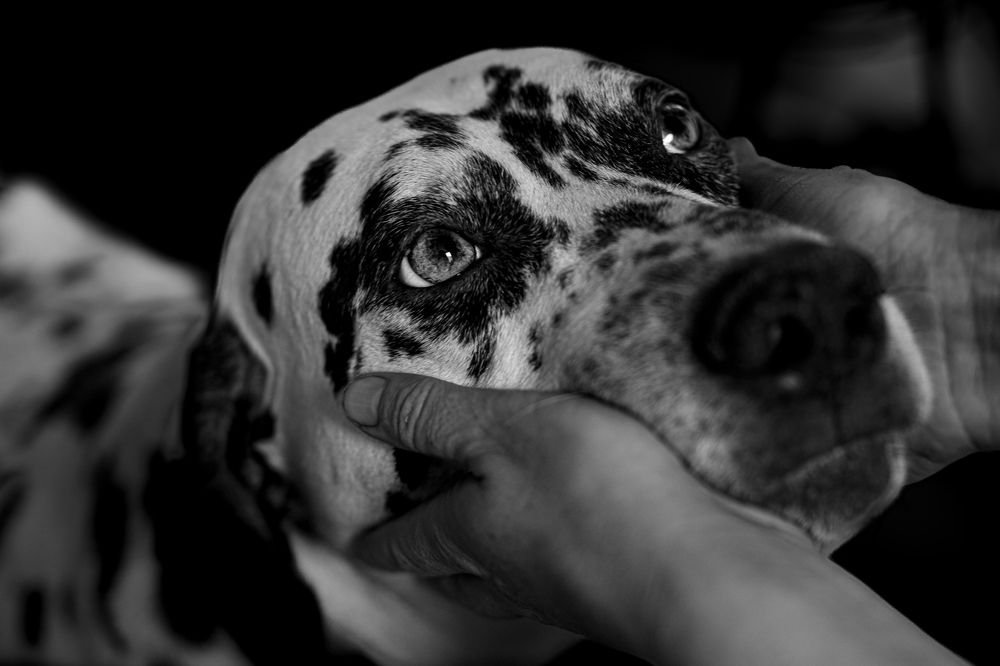 Photograph by Елена Овчинникова