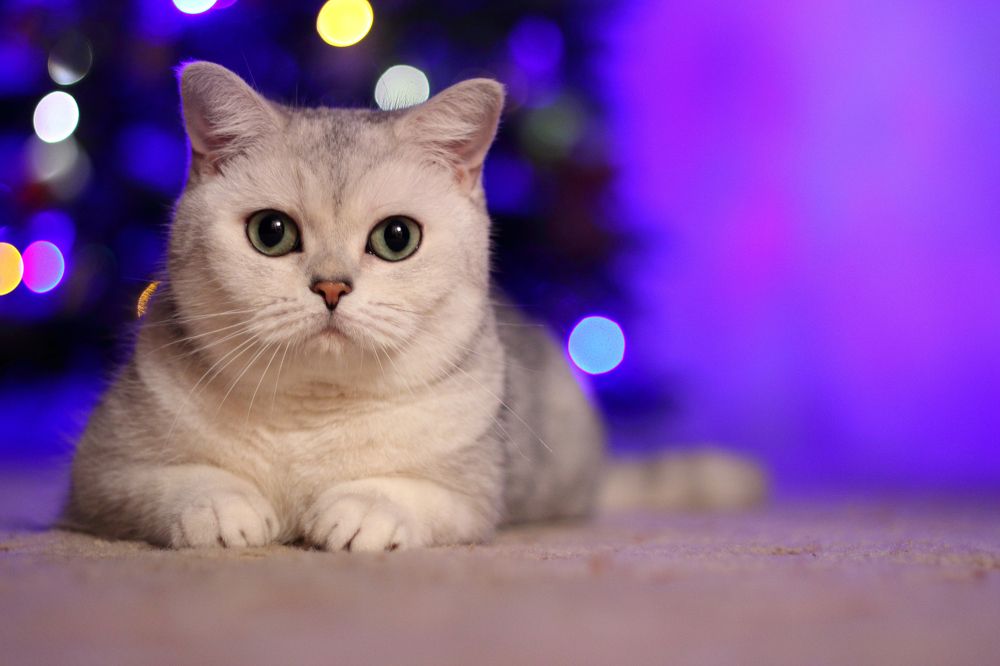 Photograph by Надежда Гриднева