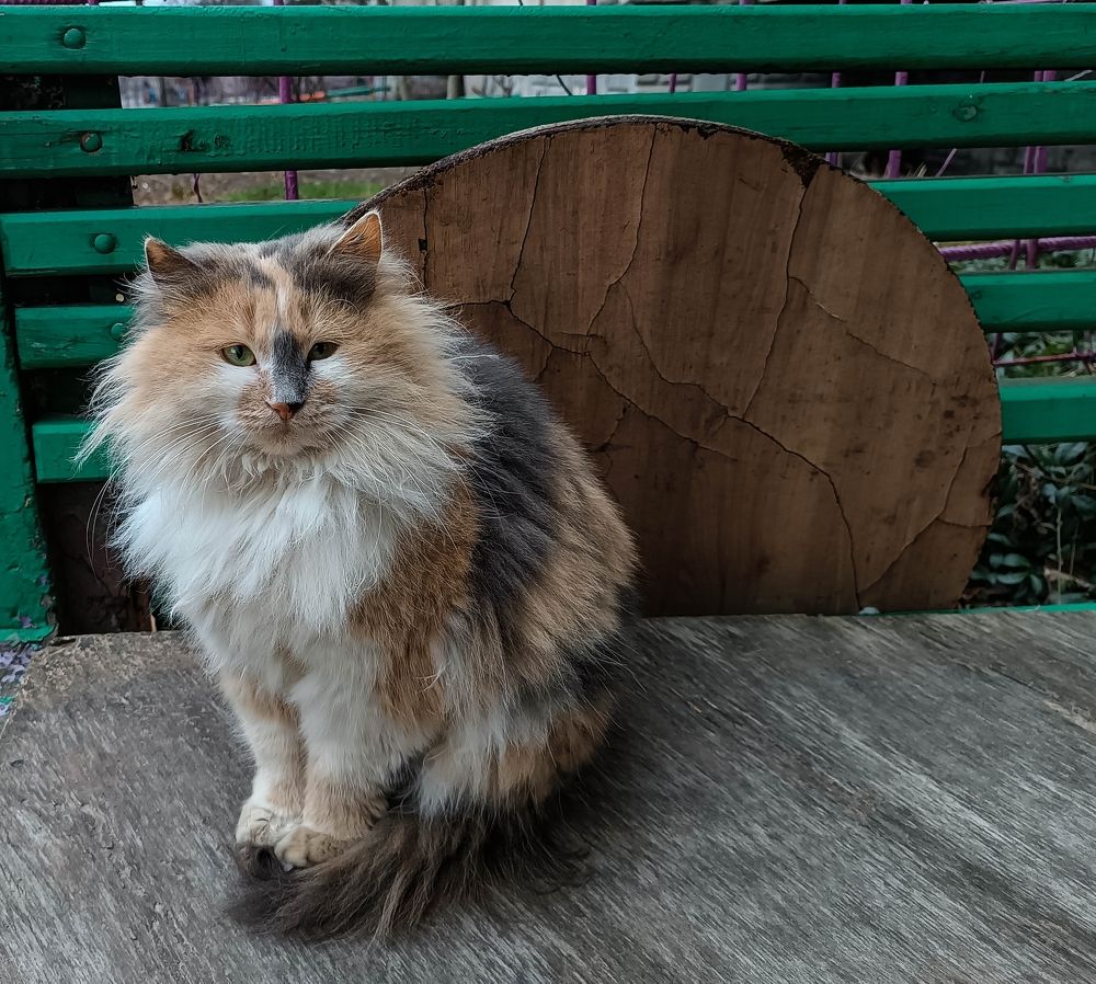 Целительница