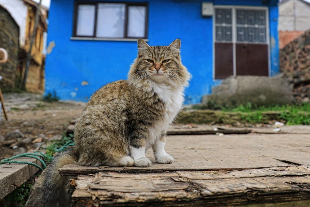 Photograph by Nurlan Tahirli