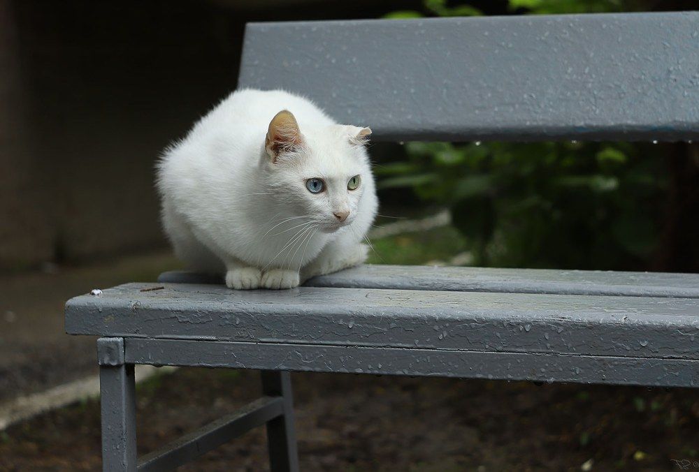 Соня из Лазаревского