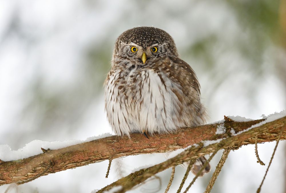 Маленький разбойник